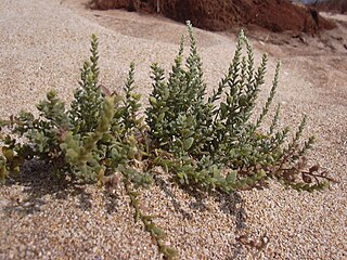 <i>Cressa</i> (plant) genus of plants