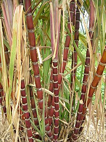 Canne à sucre : des plantes de couverture à l'essai