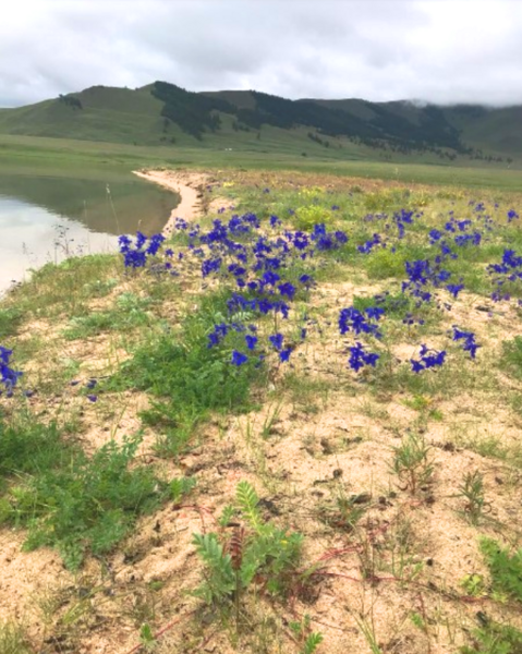 File:Steppe flora of the province.png