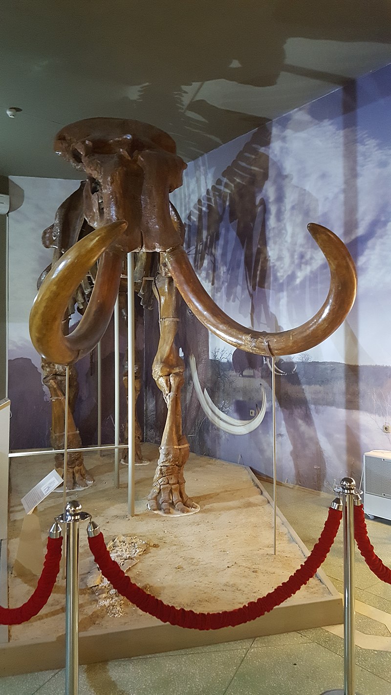 Файл:Steppe mammoth skeleton, Azov Museum (3).jpg — Википедия