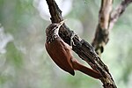 Thumbnail for Straight-billed woodcreeper