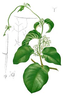 <i>Streptocaulon</i> genus of plants