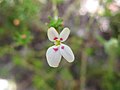 Stylidium repens matted triggerplant