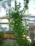 Styrax officinalis - Missouri Botanical Garden.jpg