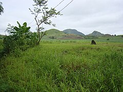 Sugarcane fields in Brgy. Magdalo