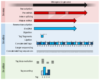 Serial analysis of gene expression