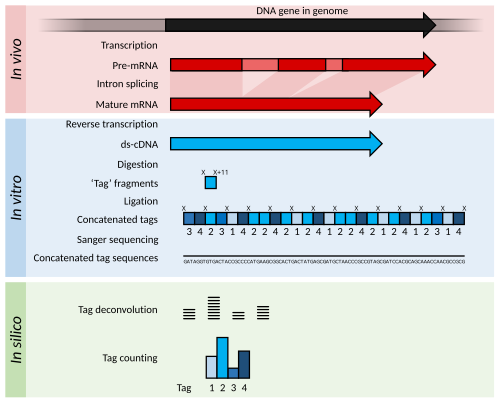 Dna Profiling Flow Chart