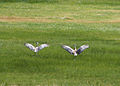 Summer Lake Wildlife Refuge, Oregon (sandhill cranes).jpg