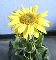 Sonnenblume mit ausgeprägt tellerförmigem Korb