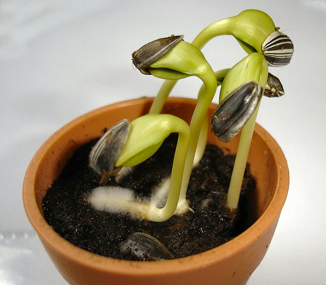 Sunflower seedlings, just three days after ger...