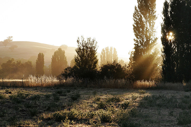 File:Sunlight through trees at dawn.jpg