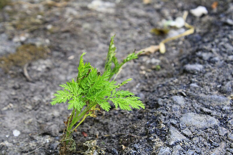 File:Sweet wormwood (lat. Artemisia annua).jpg