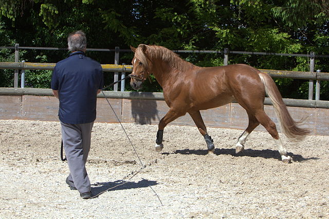 A horse being trained on the longe line.