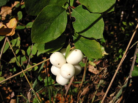 Symphoricarpos