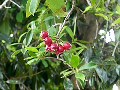 Ripe fruit