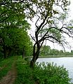 Čeština: Hráz Zahrádeckého rybníka v přírodní památce Tábor - Zahrádka u vsi Zahrádka, což je část města Tábor, Jihočeský kraj. English: Dam of Zahrádecký pond in the natural monument Tábor - Zahrádka near the town of Tábor, South Bohemian Region, Czech Republic.