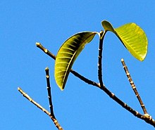 Tabernaemontana elegans, loof, Venda.jpg