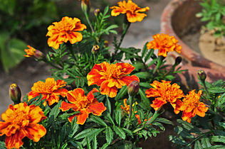 Tagetes patula