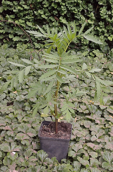 File:Tagetes patula (1).jpg