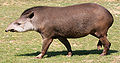 South American tapir