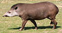 Tapirus terrestris (1) di JM Rosier.jpg
