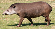 Miniatura para Tapirus terrestris