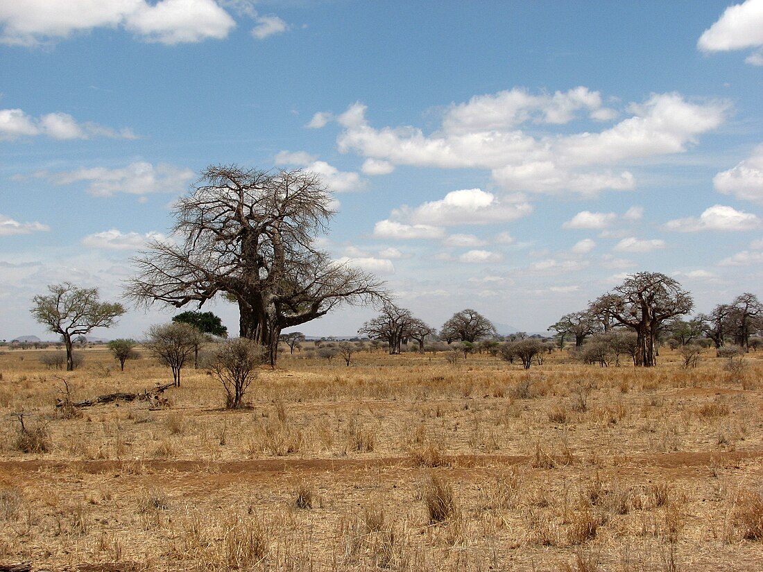 File:Tarangire scenery with baobabs.jpg