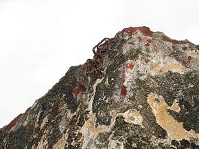 Image Description Tarantula, Old San Juan Puerto Rico.jpg'deki El Morro harabelerinde.