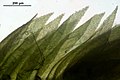 Taxiphyllum wissgrillii