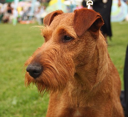 An Irish Terrier with good ear carriage