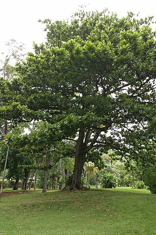 Fortune Salaire Mensuel de Terminalia Combien gagne t il d argent ? 2 000,00 euros mensuels