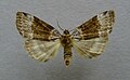 Tetheella fluctuosa Berken-orvlinder