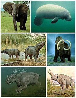 Paenungulata Superorder of placental mammals including elephants,hydraxes,dungong and manatees