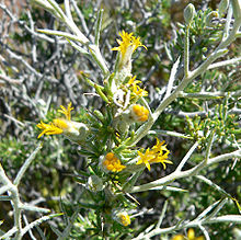 Tetradymia petunia 1.jpg