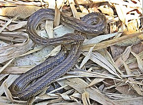 Afbeeldingsbeschrijving Thamnodynastes strigatus.jpg.