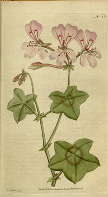 Pelargonium peltatum