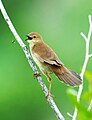 * Nomination: Rare Broad Tailed Grassbird. By User:Shiv's fotografia --Satdeep Gill 05:21, 13 August 2023 (UTC) * Review Appears over-processed. Green cast in the leg and neck feathers, colours different from your other images, unusually plain background. --Tagooty 05:41, 13 August 2023 (UTC)