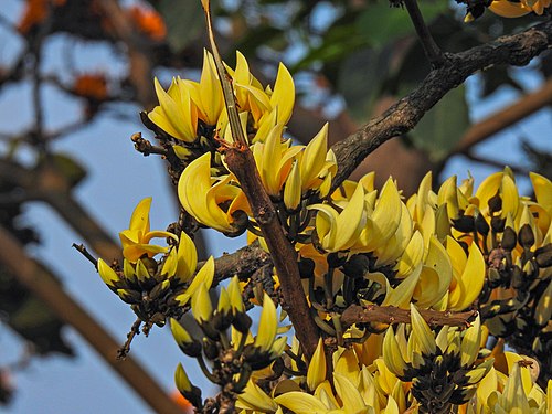 The Tree of the Flame Yellow.jpg