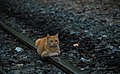 The cat lying on the train tracks in Adana Belemedik.jpg