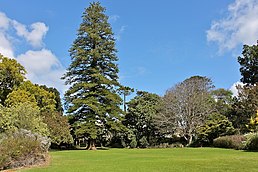 The grand Norfolk Pine in Arderne Gardens.JPG