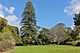 The grand Norfolk Pine in Arderne Gardens.JPG