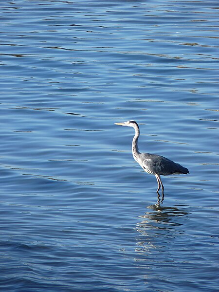 File:The heron in the blue water (3947208571).jpg