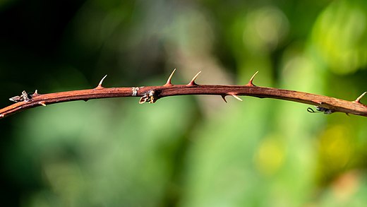 Thorns on a blackberry branch