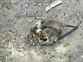 Macaca fascicularis i Bako nasjonalpark som eter kjempedolkhaler