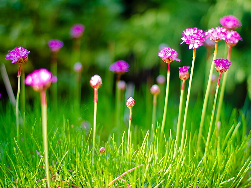 File:Thrift - Armeria maritima - Morning Star Deep Rose. By Thomas Tolkien (7736943504).jpg