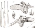 Thrixspermum lombokense tab 110 fig. I in: Johannes Jacobus Smith: Icones Orchidacearum Malayensium II (1938) (Detail)