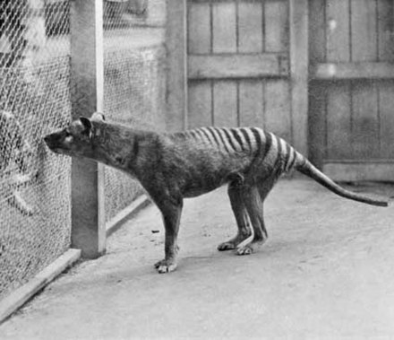 The last known thylacine (Tasmanian tiger), photographed at Hobart Zoo in 1933.