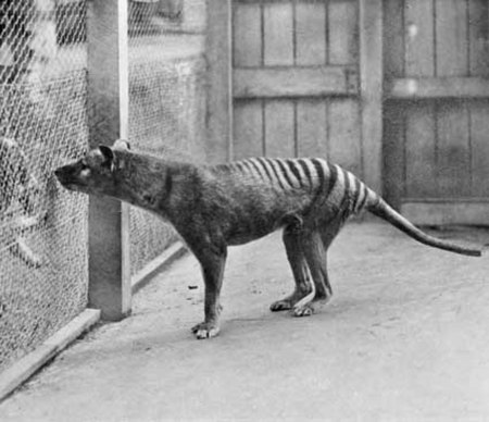 Fail:ThylacineHobart1933.jpg