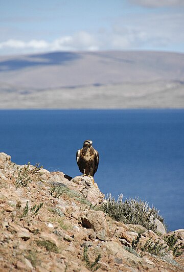 Buteo hemilasius