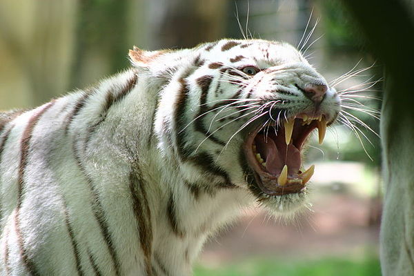 The Bengal tiger's large canines and strong jaws reveal its place as an apex predator.